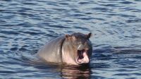 Botswana - Bootsfahrt auf dem Chobe River- Hippo &ndash; &copy; Annett Müller (Eberhardt TRAVEL)