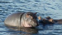 Botswana - Bootsfahrt auf dem Chobe River - Hippo Alarm &ndash; &copy; Annett Müller (Eberhardt TRAVEL)