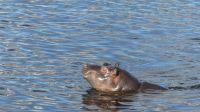 Botswana - Bootsfahrt auf dem Chobe River- Hippo beim Sonnenbad &ndash; &copy; Annett Müller (Eberhardt TRAVEL)