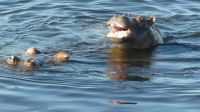 Botswana - Bootsfahrt auf dem Chobe River- ha, ha, ha.... &ndash; &copy; Annett Müller (Eberhardt TRAVEL)