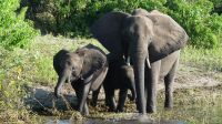 Botswana - Bootsfahrt auf dem Chobe River - noch mehr Elefanten &ndash; &copy; Annett Müller (Eberhardt TRAVEL)
