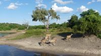 Botswana - Bootsfahrt auf dem Chobe River - Kudu &ndash; &copy; Annett Müller (Eberhardt TRAVEL)