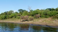 Botswana - Bootsfahrt auf dem Chobe River - Elefanten, Elefanten... &ndash; &copy; Annett Müller (Eberhardt TRAVEL)
