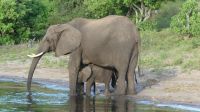Botswana - Bootsfahrt auf dem Chobe River - Elefanten haben viel Durst &ndash; &copy; Annett Müller (Eberhardt TRAVEL)