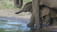 Botswana - Bootsfahrt auf dem Chobe River - Elefanten... &ndash; &copy; Annett Müller (Eberhardt TRAVEL)