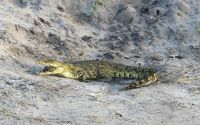 Botswana - Bootsfahrt auf dem Chobe River - einer kleiner Snack für Krokodil &ndash; &copy; Annett Müller (Eberhardt TRAVEL)