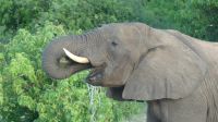 Botswana - Bootsfahrt auf dem Chobe River  &ndash; &copy; Annett Müller (Eberhardt TRAVEL)