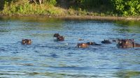 Botswana - Bootsfahrt auf dem Chobe River - Hippo-Herde &ndash; &copy; Annett Müller (Eberhardt TRAVEL)