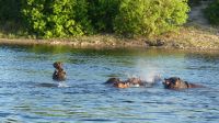 Botswana - Bootsfahrt auf dem Chobe River -Hippo Games &ndash; &copy; Annett Müller (Eberhardt TRAVEL)