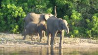 Botswana - Bootsfahrt auf dem Chobe River - zum Abschluss Elefanten! &ndash; &copy; Annett Müller (Eberhardt TRAVEL)