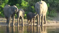 Botswana - Bootsfahrt auf dem Chobe River - zum Abschluss Elefanten! &ndash; &copy; Annett Müller (Eberhardt TRAVEL)