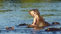 Botswana - Bootsfahrt auf dem Chobe River - aber Hallo! &ndash; &copy; Annett Müller (Eberhardt TRAVEL)