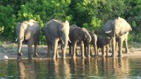Botswana - Bootsfahrt auf dem Chobe River - zum Abschluss Elefanten! &ndash; &copy; Annett Müller (Eberhardt TRAVEL)