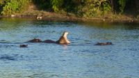 Botswana - Bootsfahrt auf dem Chobe River - ... und noch mal! &ndash; &copy; Annett Müller (Eberhardt TRAVEL)