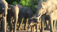 Botswana - Bootsfahrt auf dem Chobe River - zum Abschluss Elefanten! &ndash; &copy; Annett Müller (Eberhardt TRAVEL)
