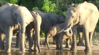 Botswana - Bootsfahrt auf dem Chobe River - zum Abschluss Elefanten! &ndash; &copy; Annett Müller (Eberhardt TRAVEL)