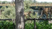 Simbabwe - Vic Falls - Brücke über den Sambesi &ndash; &copy; Annett Müller (Eberhardt TRAVEL)