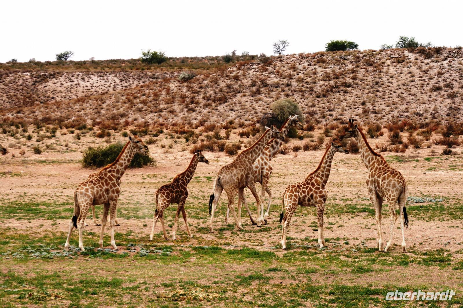 Kgalagadi Transfrontier Park &ndash; &copy; Annett Müller (Eberhardt TRAVEL)