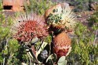 Cederberge - Protea &ndash; &copy; Annett Müller (Eberhardt TRAVEL)