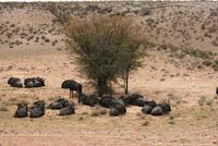 Kgalagadi Transfrontier Park &ndash; &copy; Annett Müller (Eberhardt TRAVEL)