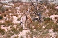 Kgalagadi Transfrontier Park - Giraffen Duo &ndash; &copy; Annett Müller (Eberhardt TRAVEL)