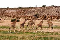 Kgalagadi Transfrontier Park &ndash; &copy; Annett Müller (Eberhardt TRAVEL)