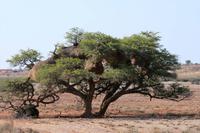 Riesenwebervogelnest &ndash; &copy; Annett Müller (Eberhardt TRAVEL)