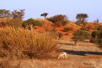 Kalahari &ndash; &copy; Annett Müller (Eberhardt TRAVEL)
