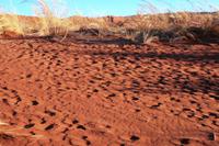 In der Namib &ndash; &copy; Annett Müller (Eberhardt TRAVEL)