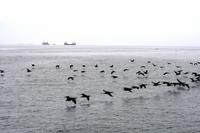 Komorane
