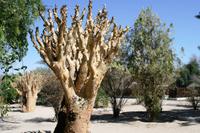 Botterboom - Ameib Ranch &ndash; &copy; Annett Müller (Eberhardt TRAVEL)