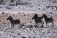 Etosha - erste Bekanntschaften &ndash; &copy; Annett Müller (Eberhardt TRAVEL)