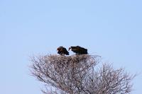 Im Etosha &ndash; &copy; Annett Müller (Eberhardt TRAVEL)