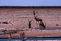 Im Etosha &ndash; &copy; Annett Müller (Eberhardt TRAVEL)