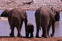 Trio Elefantis &ndash; &copy; Annett Müller (Eberhardt TRAVEL)