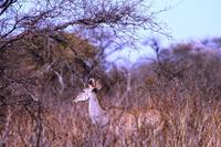 Auf dem Waterberg - Kudu &ndash; &copy; Annett Müller (Eberhardt TRAVEL)