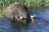 Elefantenbad im Chobe &ndash; &copy; Annett Müller (Eberhardt TRAVEL)