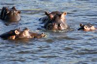 Hippos &ndash; &copy; Annett Müller (Eberhardt TRAVEL)