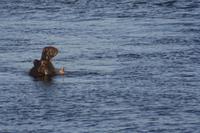 Hippo &ndash; &copy; Annett Müller (Eberhardt TRAVEL)