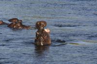 Hippos &ndash; &copy; Annett Müller (Eberhardt TRAVEL)