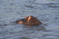 Hippo &ndash; &copy; Annett Müller (Eberhardt TRAVEL)