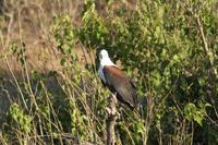 Fish Eagle &ndash; &copy; Annett Müller (Eberhardt TRAVEL)
