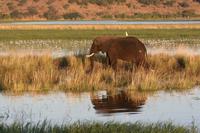 Elefant &ndash; &copy; Annett Müller (Eberhardt TRAVEL)