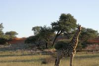 Giraffe &ndash; &copy; Annett Müller (Eberhardt TRAVEL)