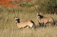Oryx als Doppelpack &ndash; &copy; Annett Müller (Eberhardt TRAVEL)