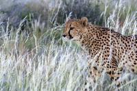 Gepard &ndash; &copy; Annett Müller (Eberhardt TRAVEL)
