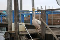 In Walvis Bay &ndash; &copy; Annett Müller (Eberhardt TRAVEL)