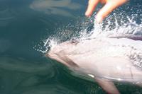 Benguela Delphin &ndash; &copy; Annett Müller (Eberhardt TRAVEL)