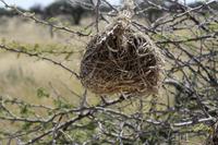 Vogelnest &ndash; &copy; Annett Müller (Eberhardt TRAVEL)