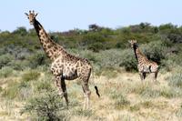Giraffen &ndash; &copy; Annett Müller (Eberhardt TRAVEL)